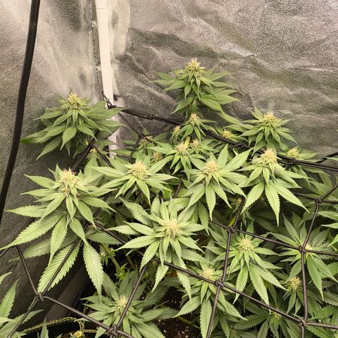 Purple Lemonade FF growlog timeline photo