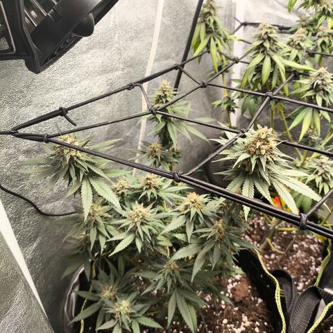 Tropicana Cookies FF growlog timeline photo