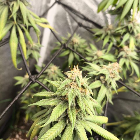 Purple Lemonade FF growlog timeline photo
