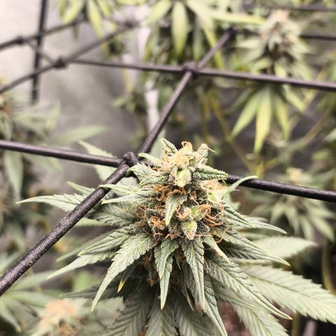 Tropicana Cookies FF growlog timeline photo