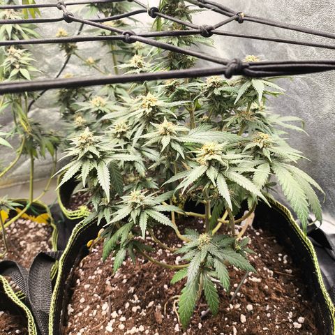 Gorilla Cookies FF growlog timeline photo