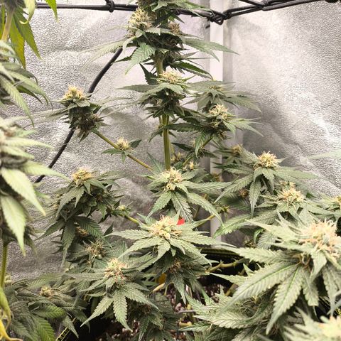 GG4 Sherbet FF growlog timeline photo
