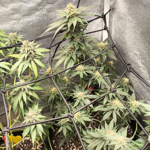 GG4 Sherbet FF growlog timeline photo