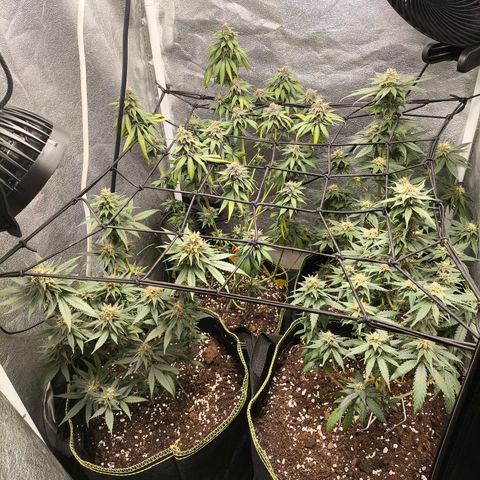 Tropicana Cookies FF growlog timeline photo