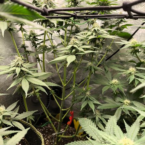 Purple Lemonade FF growlog timeline photo