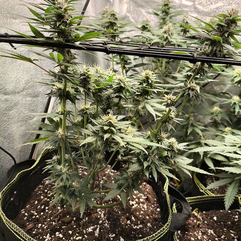 Tropicana Cookies FF growlog timeline photo