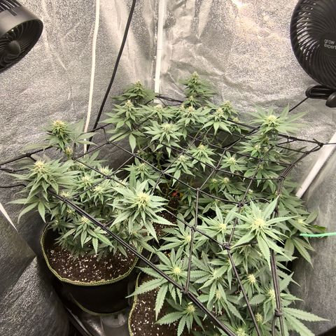 Tropicana Cookies FF growlog timeline photo