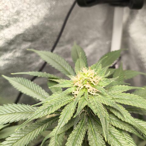 GG4 Sherbet FF growlog timeline photo