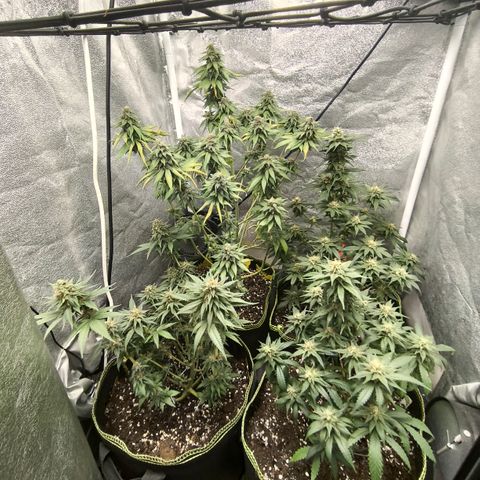 Tropicana Cookies FF growlog timeline photo