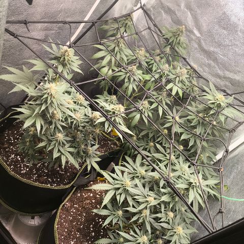 Tropicana Cookies FF growlog timeline photo