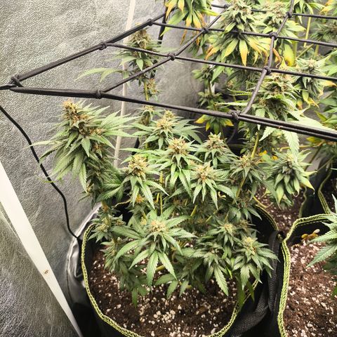 Tropicana Cookies FF growlog timeline photo