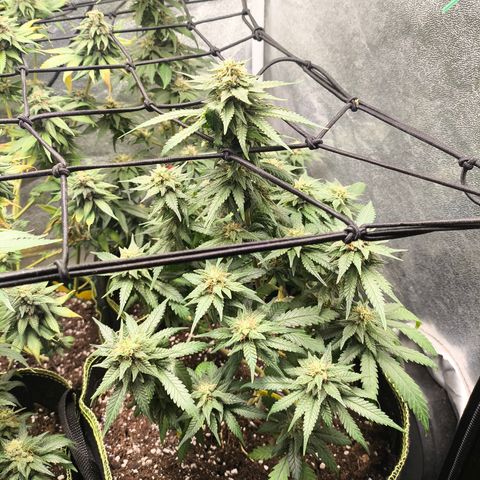 Gorilla Cookies FF growlog timeline photo
