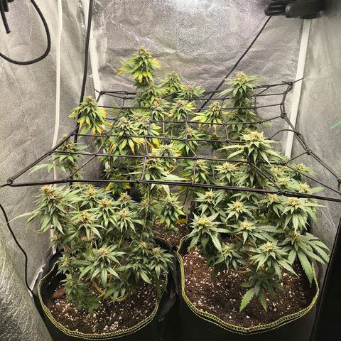 Tropicana Cookies FF growlog timeline photo