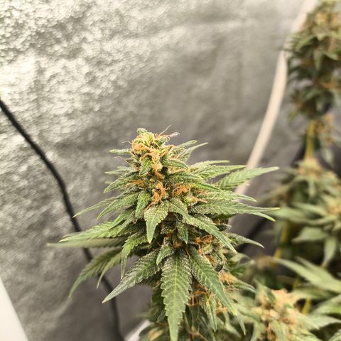 Tropicana Cookies FF growlog timeline photo