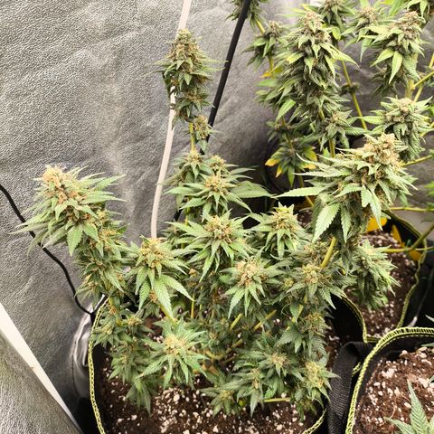 Tropicana Cookies FF growlog timeline photo