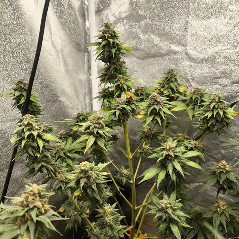 Purple Lemonade FF growlog timeline photo