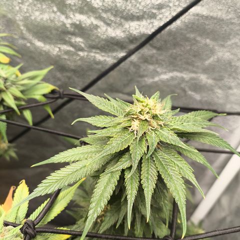 GG4 Sherbet FF growlog timeline photo