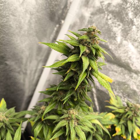 Purple Lemonade FF growlog timeline photo