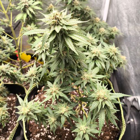 Gorilla Cookies FF growlog timeline photo