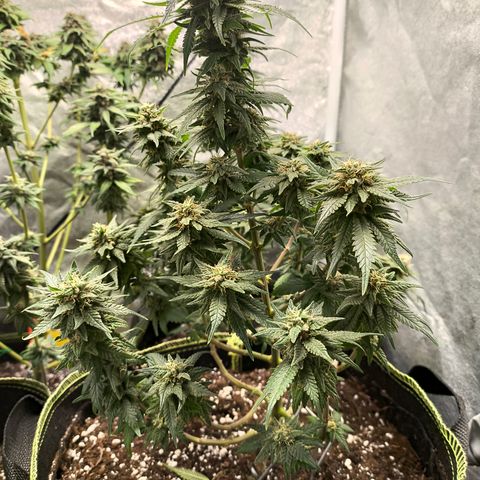 Gorilla Cookies FF growlog timeline photo