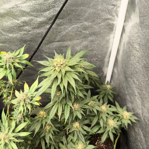 GG4 Sherbet FF growlog timeline photo