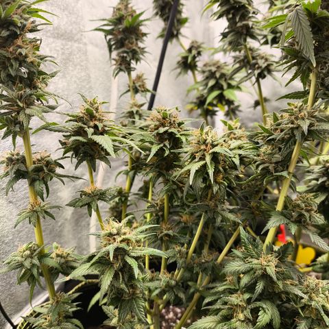 Tropicana Cookies FF growlog timeline photo