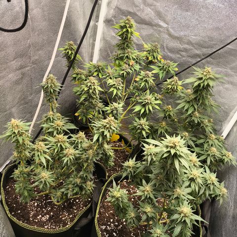 Tropicana Cookies FF growlog timeline photo