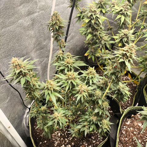 Tropicana Cookies FF growlog timeline photo