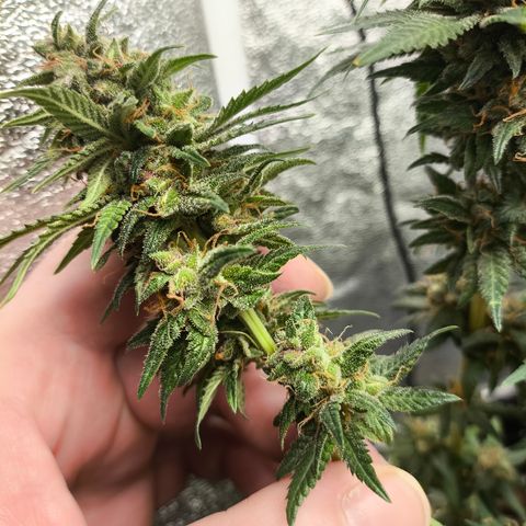 Tropicana Cookies FF growlog timeline photo