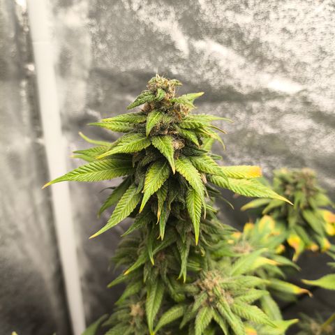Purple Lemonade FF growlog timeline photo