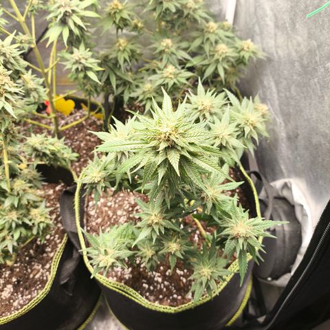 Gorilla Cookies FF growlog timeline photo