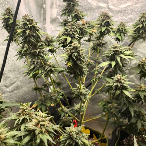 Purple Lemonade FF growlog timeline photo