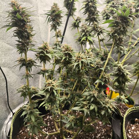 Tropicana Cookies FF growlog timeline photo