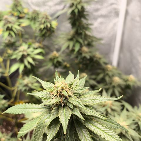 Gorilla Cookies FF growlog timeline photo