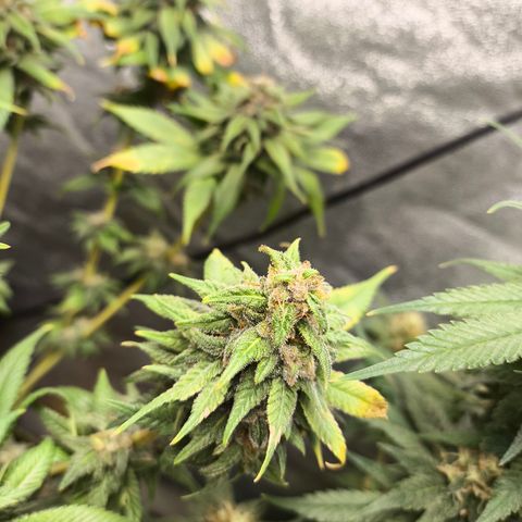 Purple Lemonade FF growlog timeline photo