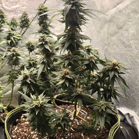 Gorilla Cookies FF growlog timeline photo