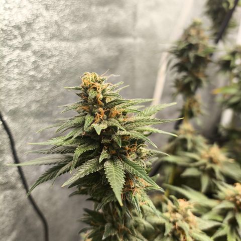 Tropicana Cookies FF growlog timeline photo