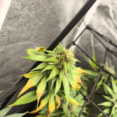 Purple Lemonade FF growlog timeline photo