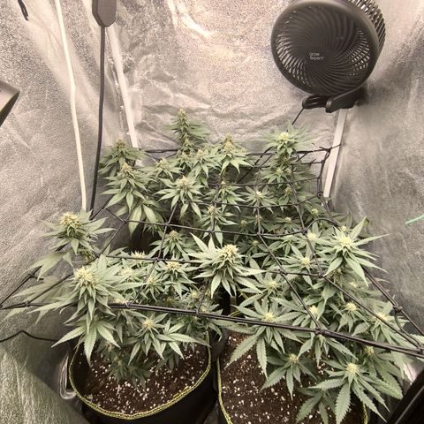 Tropicana Cookies FF growlog timeline photo