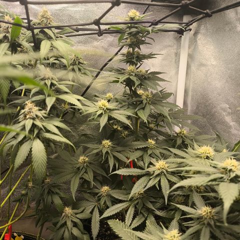 GG4 Sherbet FF growlog timeline photo