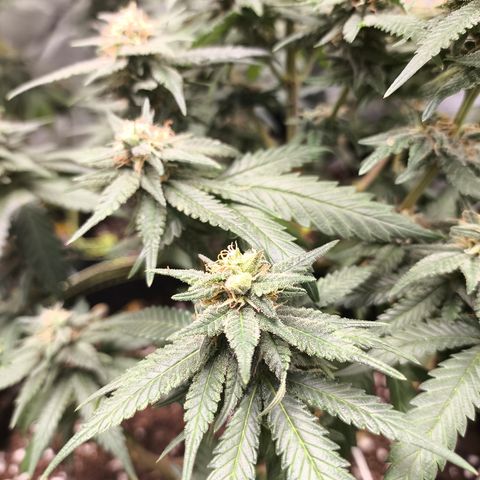 Gorilla Cookies FF growlog timeline photo