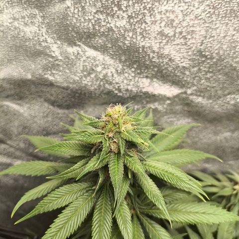 Purple Lemonade FF growlog timeline photo