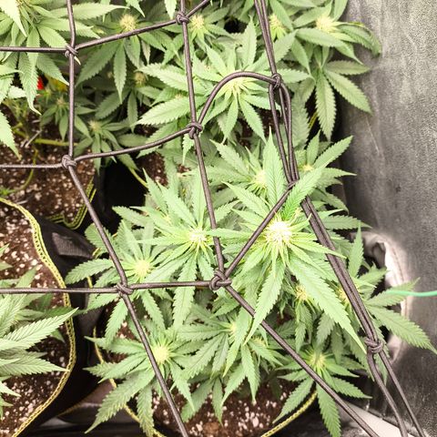 Gorilla Cookies FF growlog timeline photo