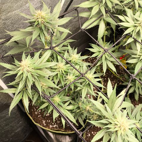 Tropicana Cookies FF growlog timeline photo