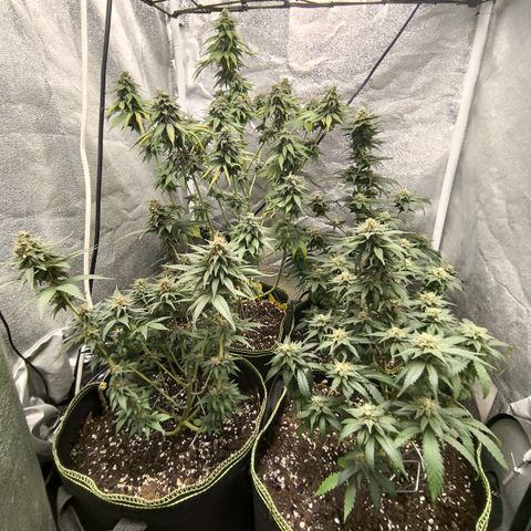 Tropicana Cookies FF growlog timeline photo