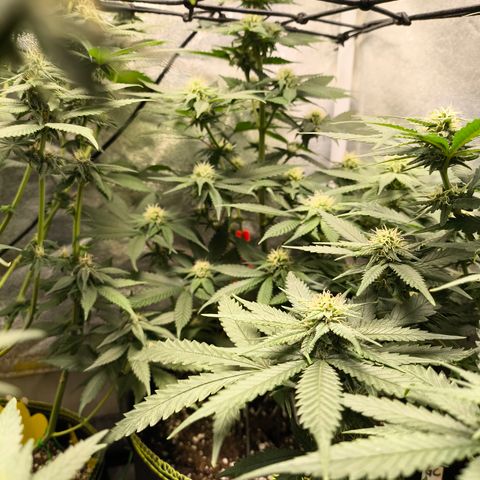 GG4 Sherbet FF growlog timeline photo