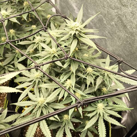 Gorilla Cookies FF growlog timeline photo