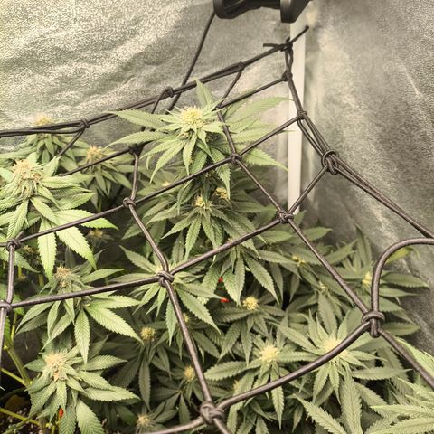 GG4 Sherbet FF growlog timeline photo