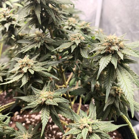 Gorilla Cookies FF growlog timeline photo