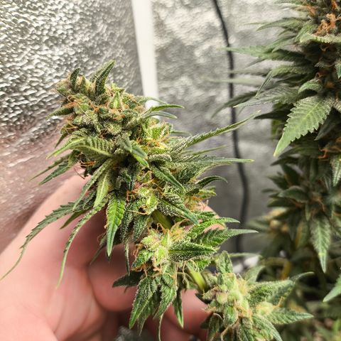 Tropicana Cookies FF growlog timeline photo